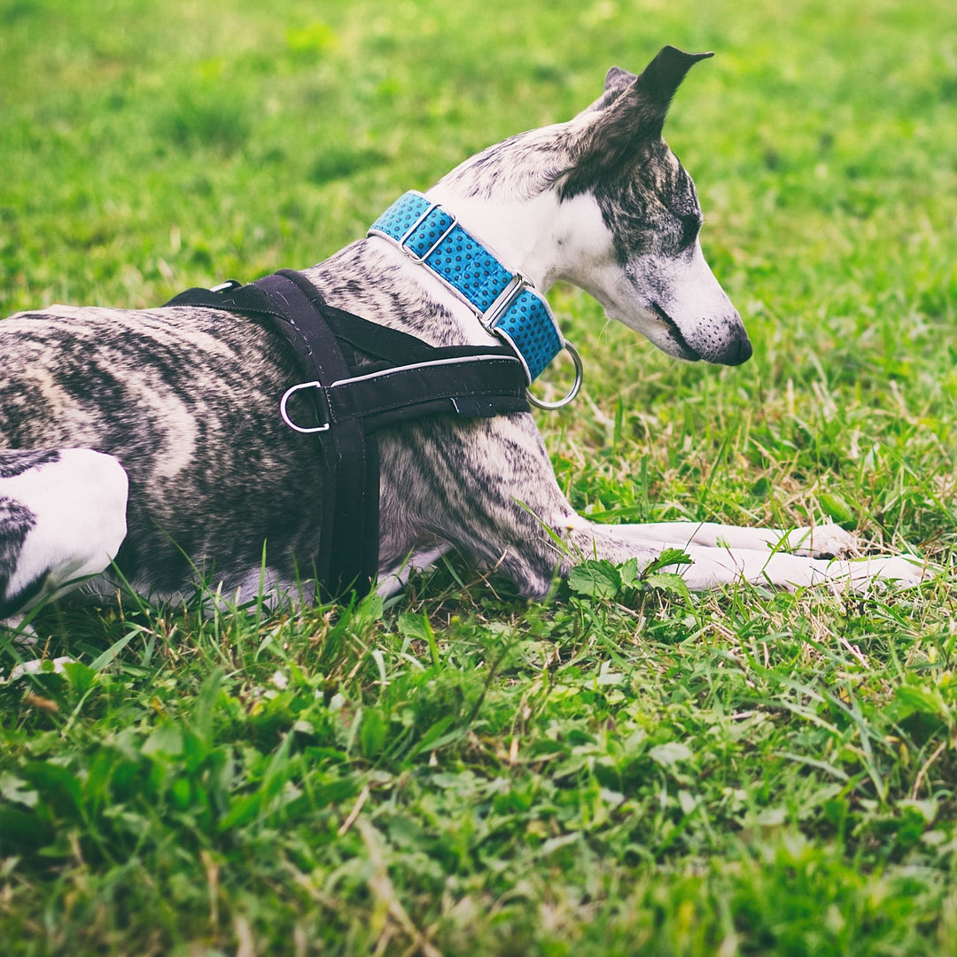 Indications; Teaching, Training, and Proofing a Final Response Webinar