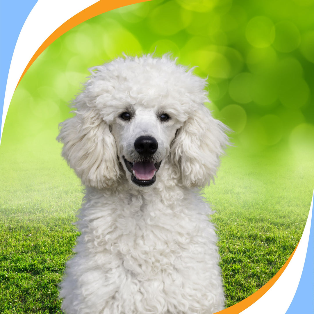 Instructors: How Best to Prep AKC Scent Work Clients Virtual Event