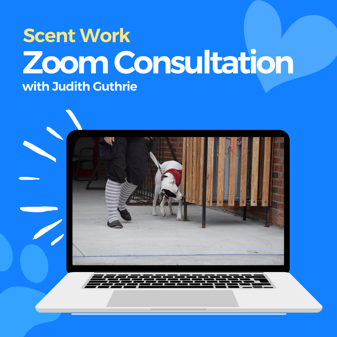 Scent Work Zoom Consultation: Judith Guthrie