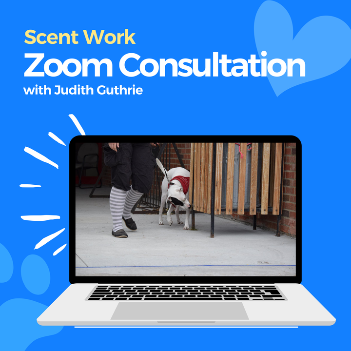 Scent Work Zoom Consultation: Judith Guthrie