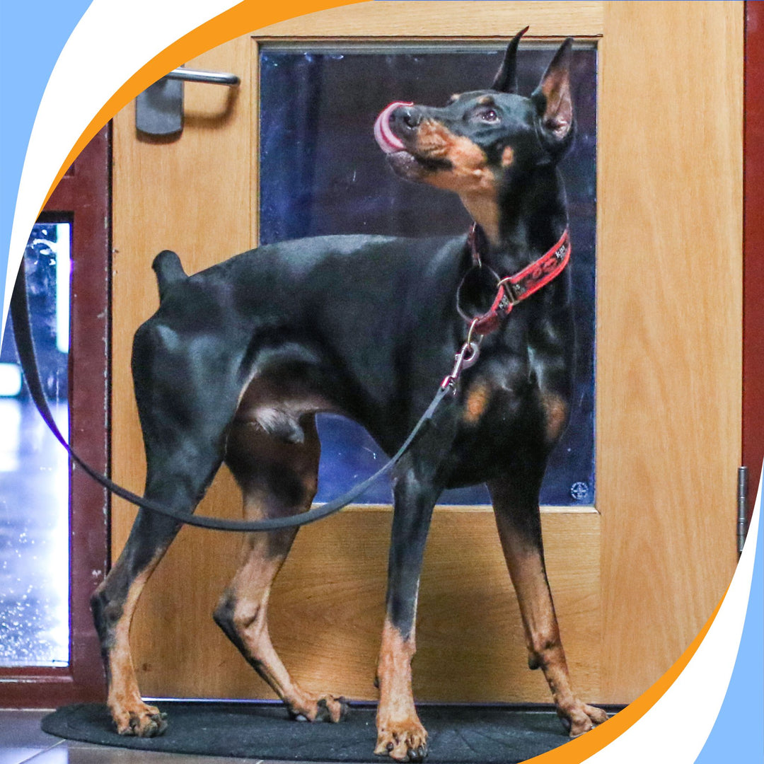 Keeping Scent Work FUN! Webinar