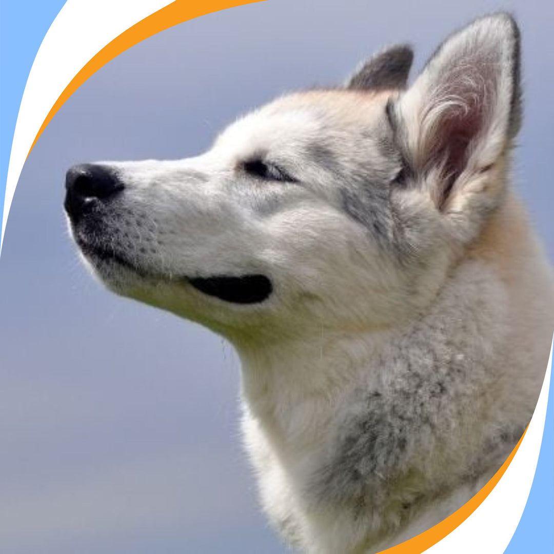 Language of Nose Work: Reading Your Dog Webinar