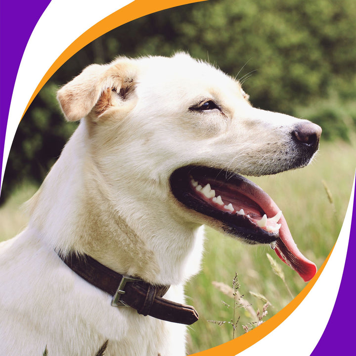 Learn How to Speak Dog Vol I Webinar