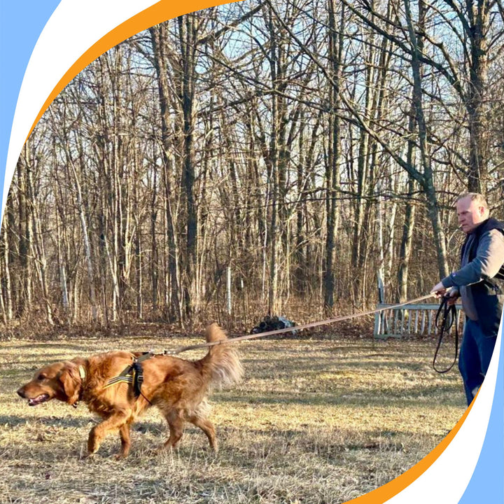 Let's Look at Leash Work! Webinar