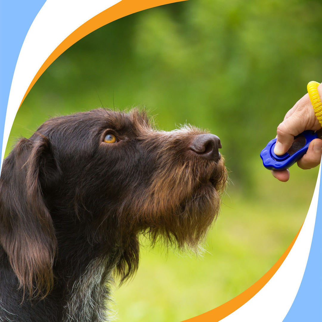 Marker Cues in Nosework Webinar