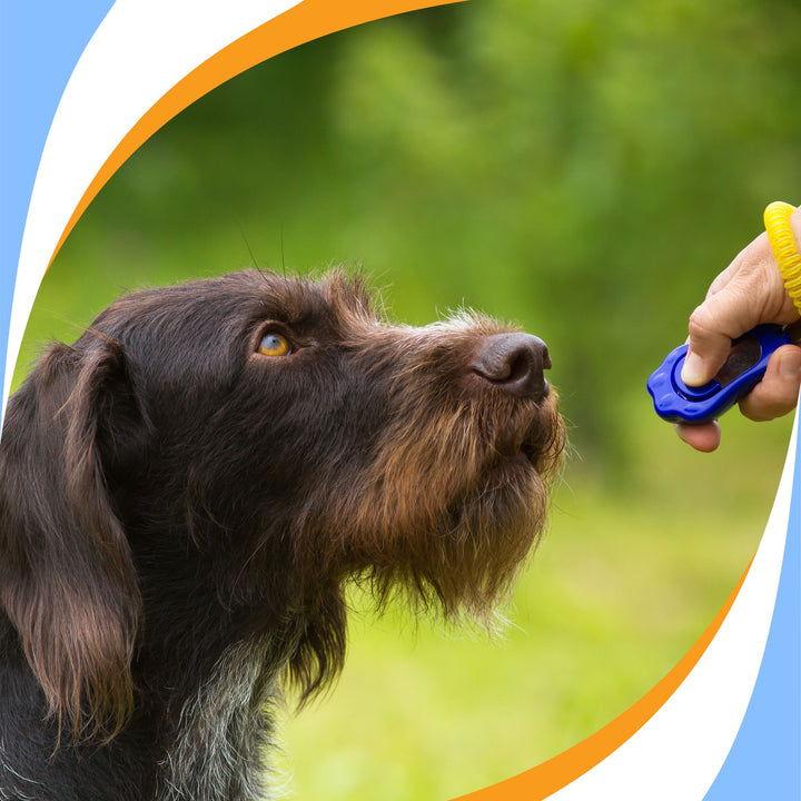 Marker Cues in Nosework Webinar