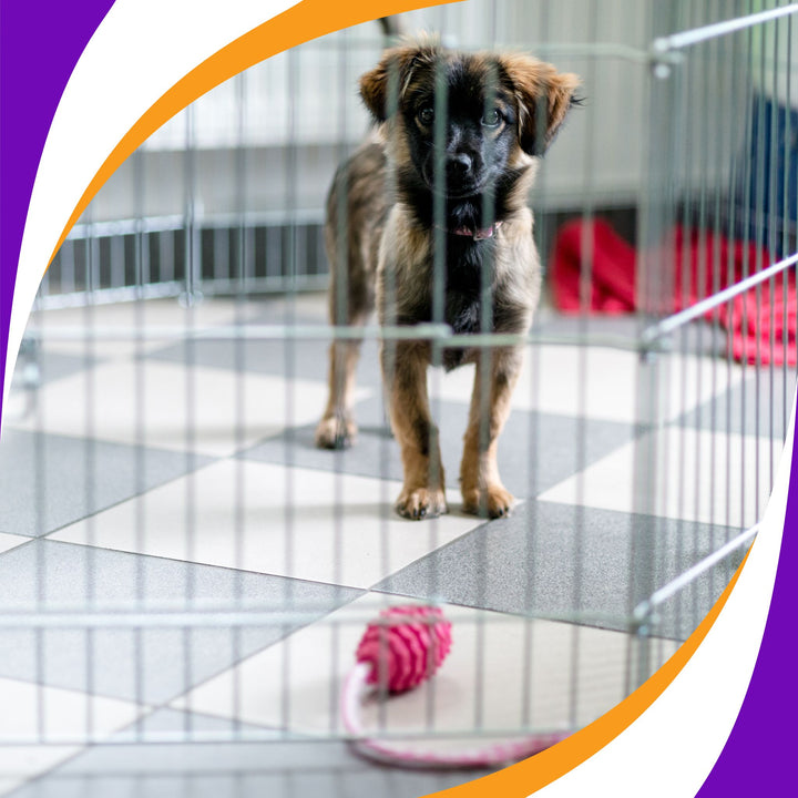 Mighty Management for Dog Owners Webinar