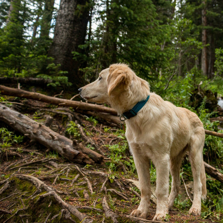 NASDA: Trailing and Locating Webinar