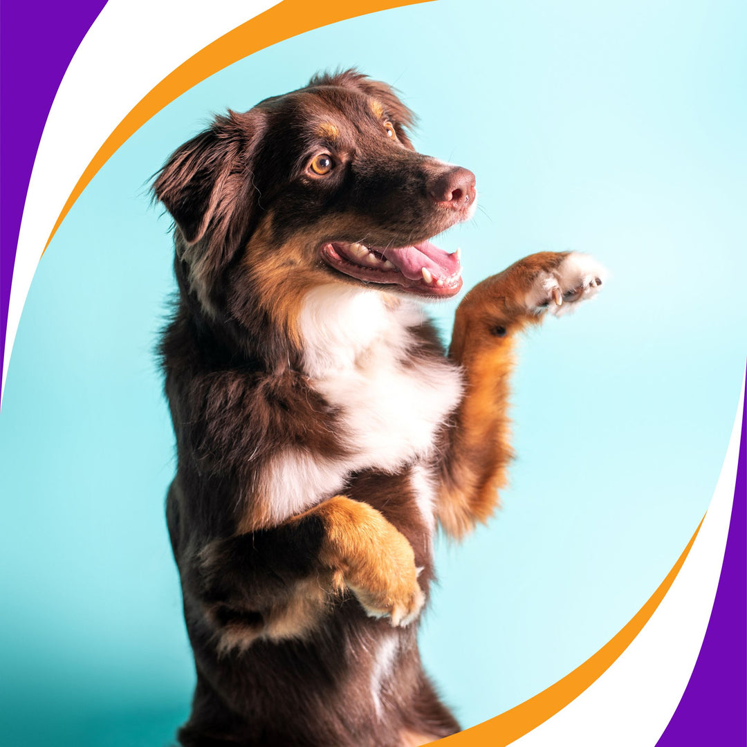 AKC Virtual Trick Evaluation