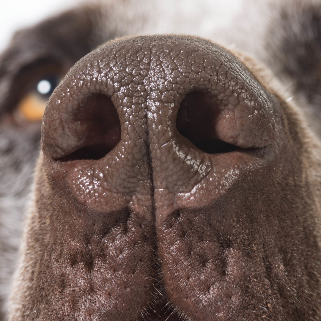 NACSW: NW3 Trial Prep Course