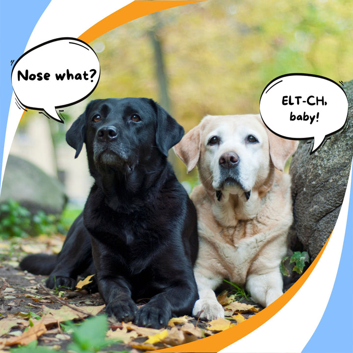 The New Dog Conundrum Webinar