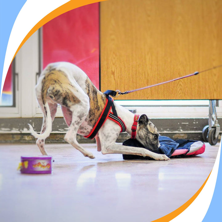 Nose Poke Alert Webinar