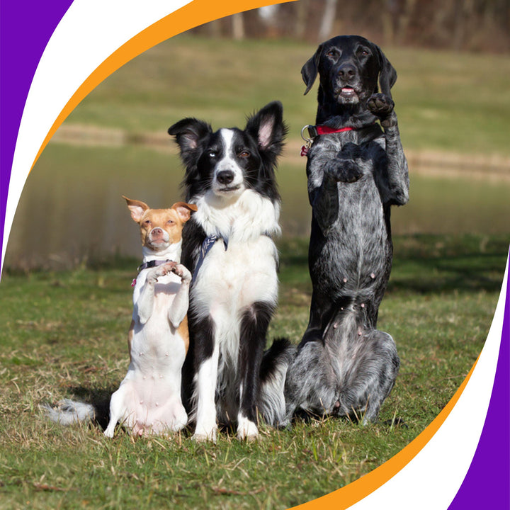 Novice Trick Dog: Tricks for Titles Course