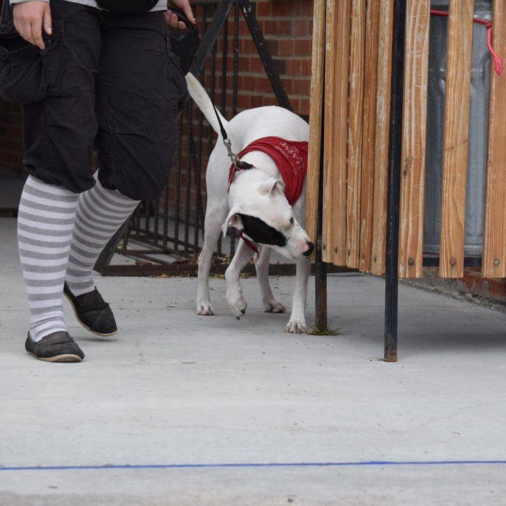 Now What Do I Do?! How to Build a Dream Scent Work Team