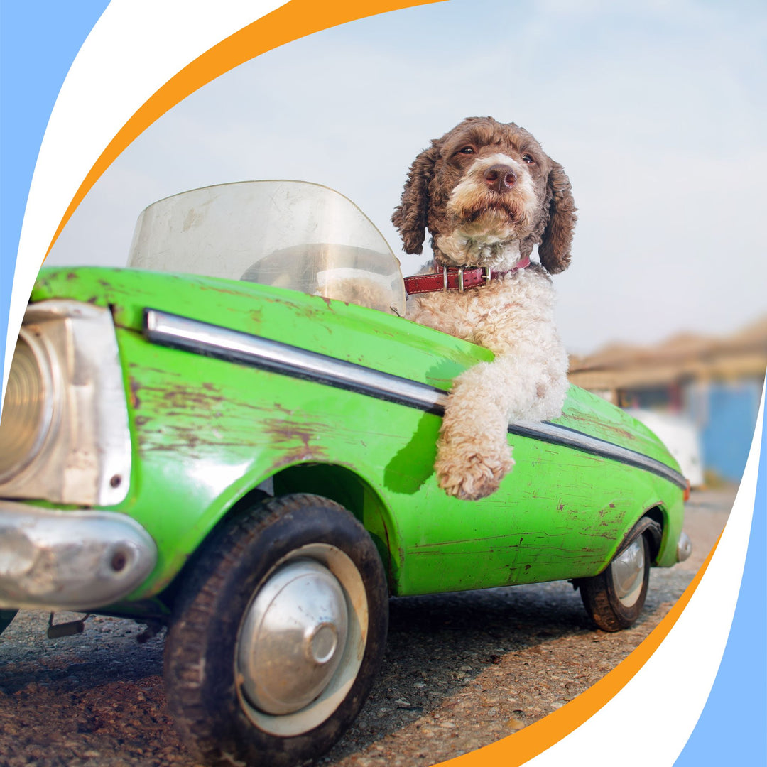 Odor Drive: How To Train to Maintain Webinar