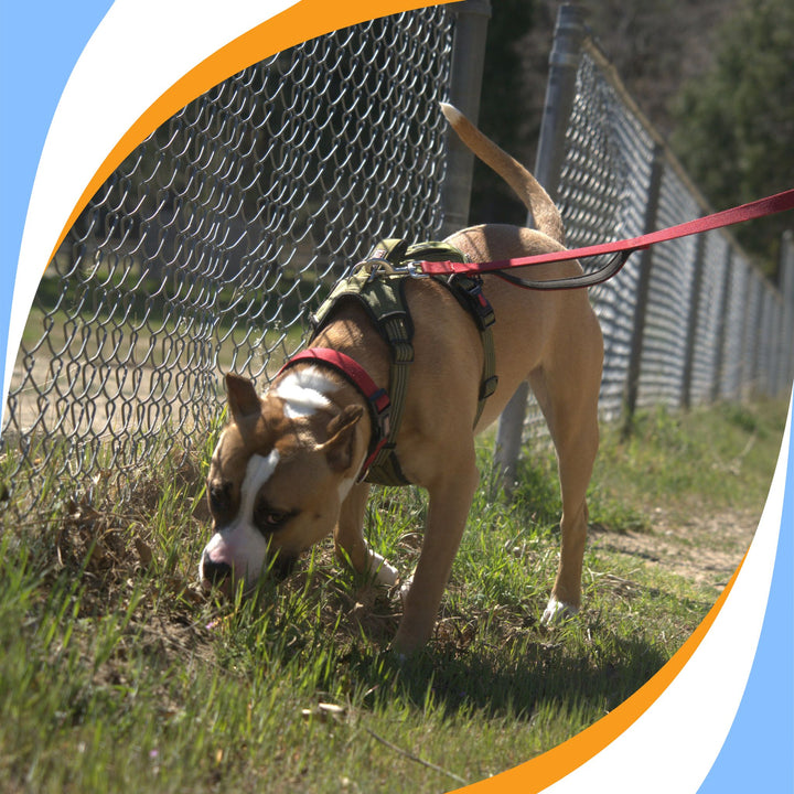 Odor Observation: How to Read Your Dog and Become a Proficient Trial Team Webinar