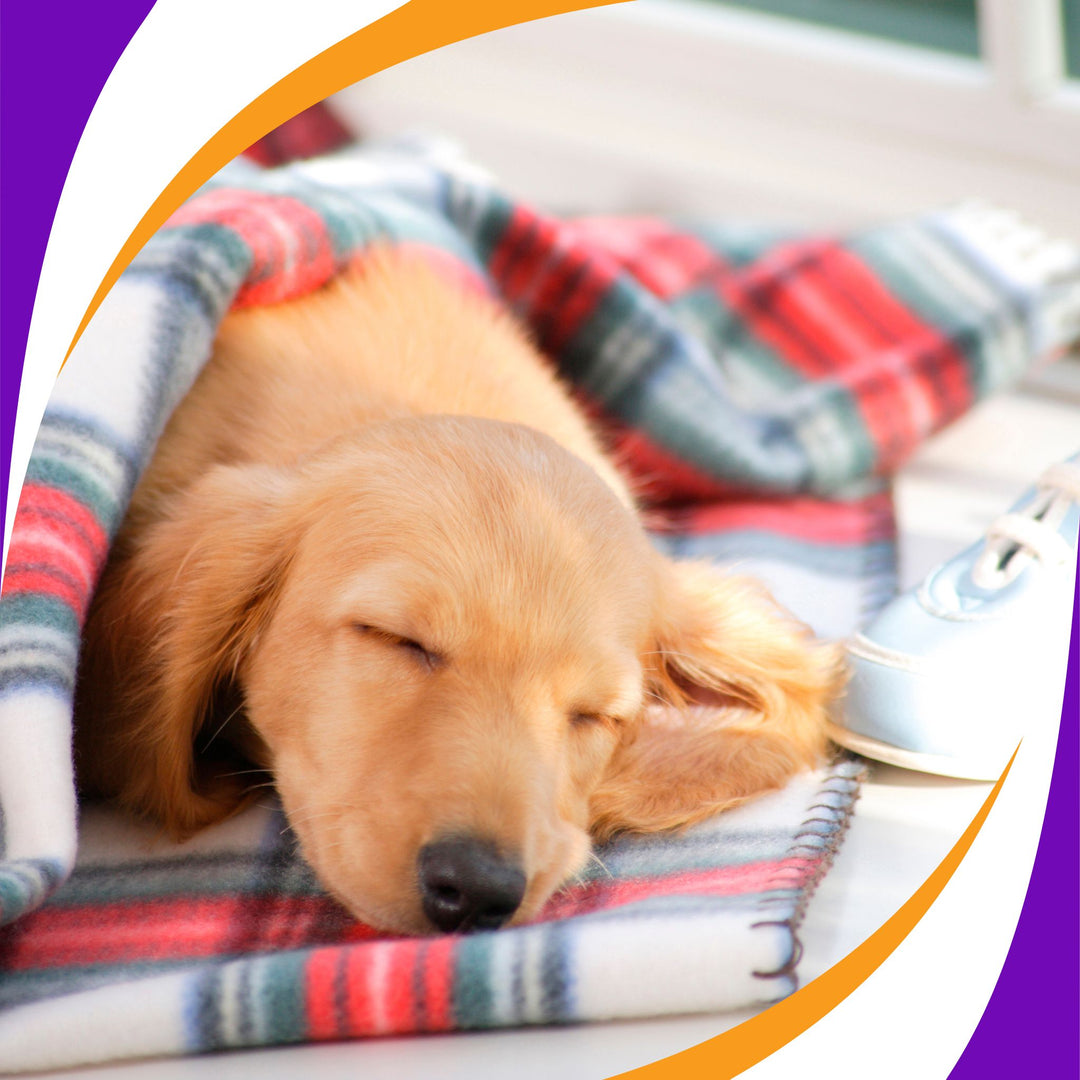 Find Your Dog's Off-Switch Webinar