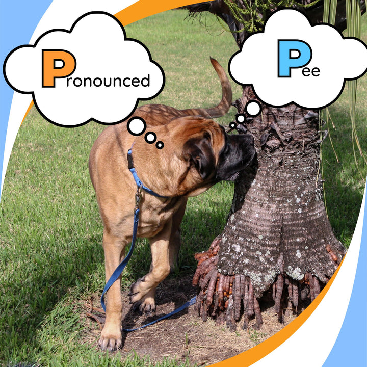 P for Pronounced or Pee? Webinar