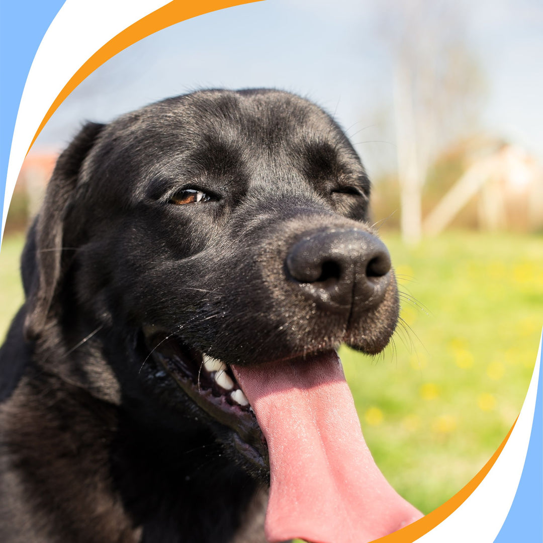 Power of Semi-Blind Hides Webinar