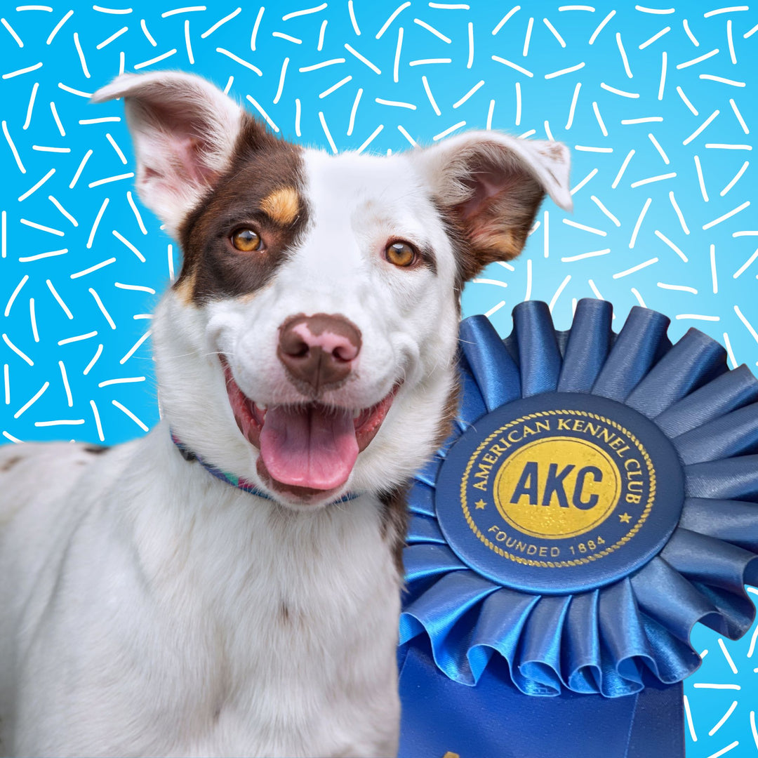 Preparing for Your AKC Scent Work Debut Webinar