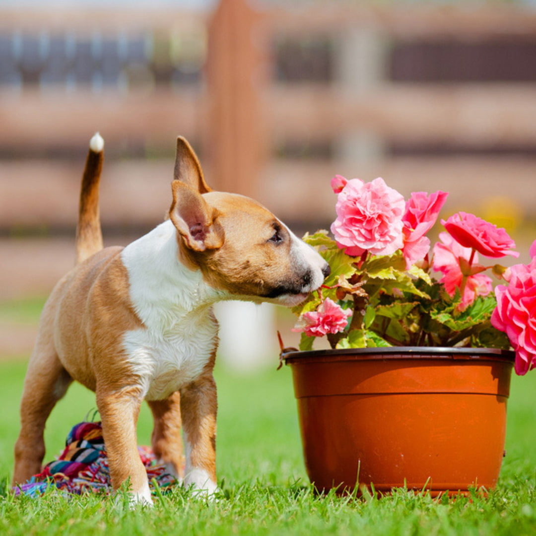 Puppy Scent Work Course