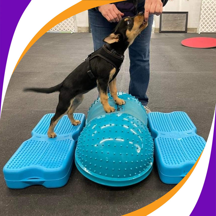 Fitness Exercises for Your Puppy Webinar