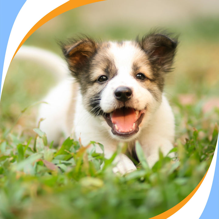 Helping Puppies Succeed for a Lifetime of Sniffing Webinar