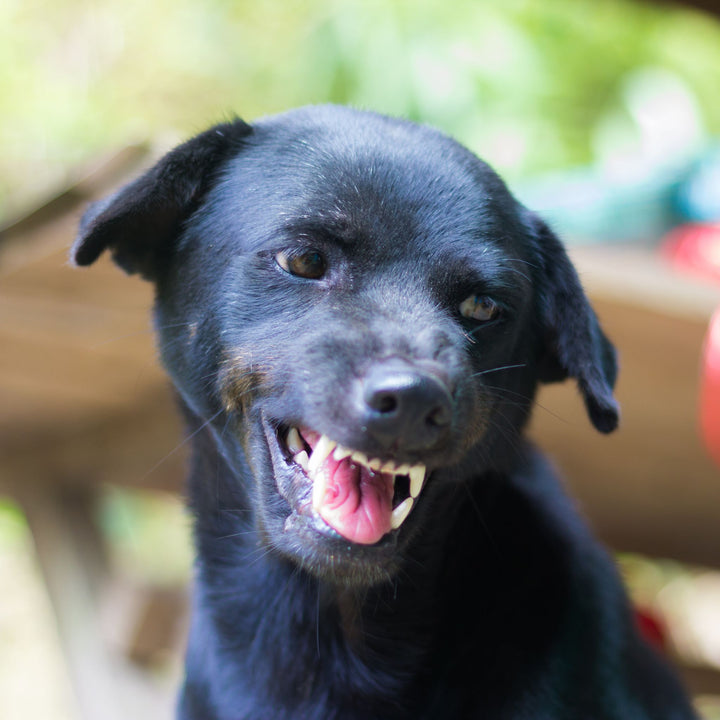 Scent Work for Reactive Dogs Webinar