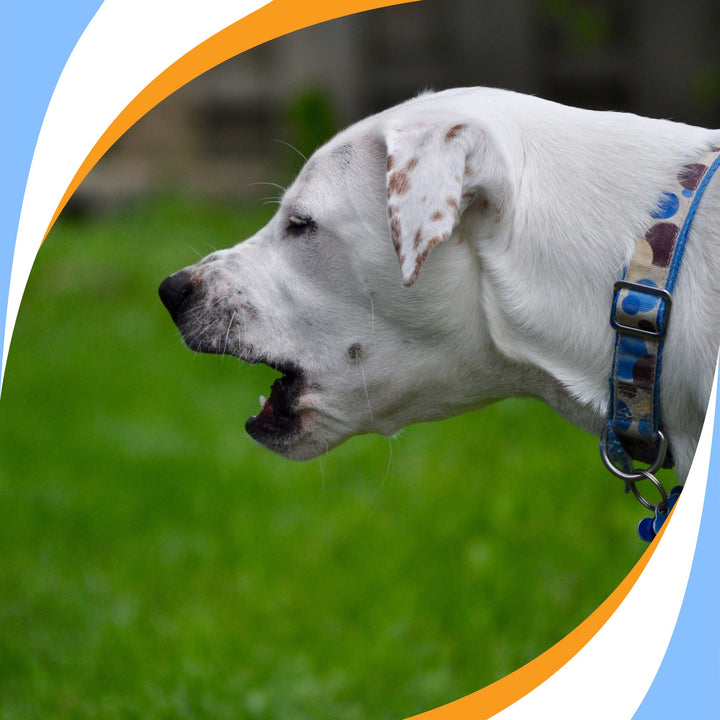 Influence of Dog's Reactivity on their Scent Work Training and Trialing Webinar