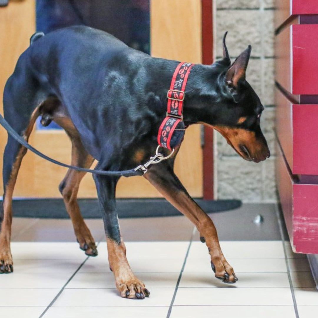 Reading Your Dog Course