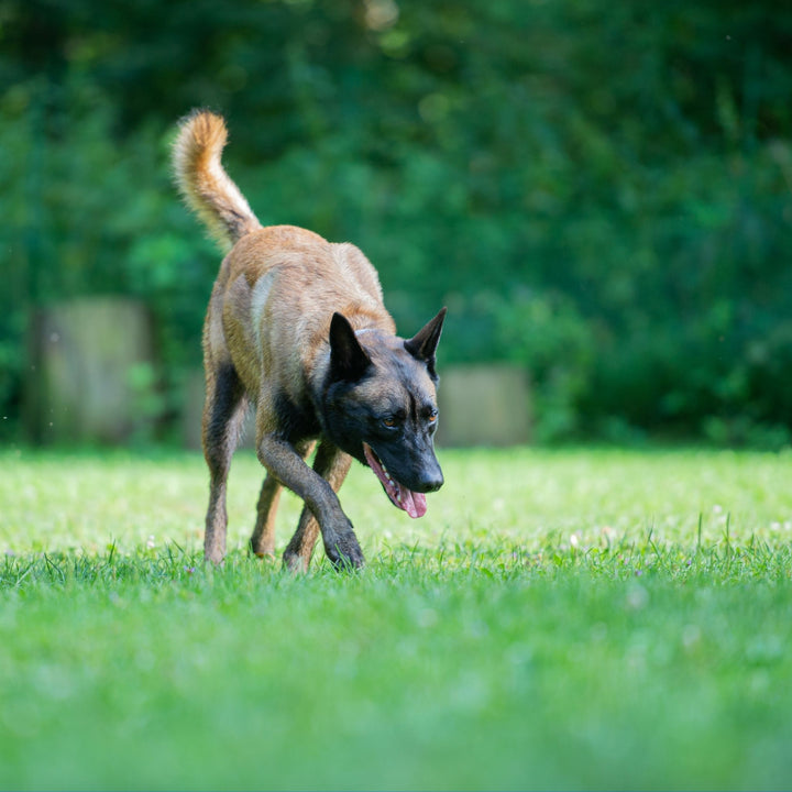 Welcome to SDDA Sport Detection! Webinar