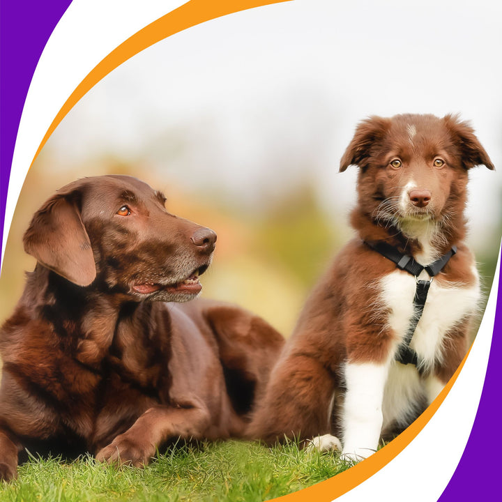 Making the Leap: Introducing a Puppy as a Second Dog Webinar