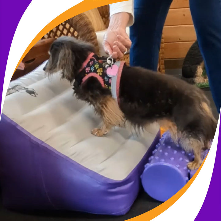 Keeping your Senior Dog Fit to Work and Play Webinar