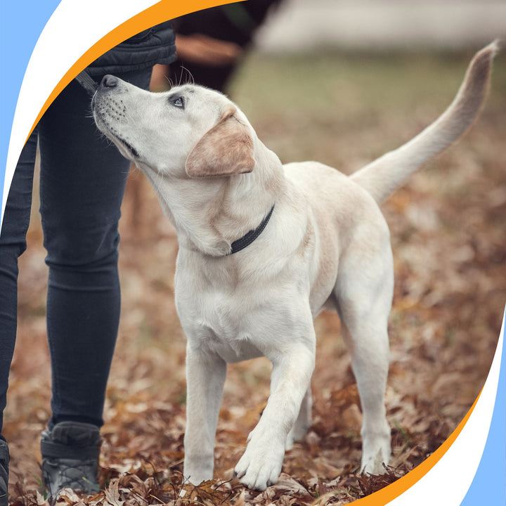 Skills Supporting the Sniff Webinar