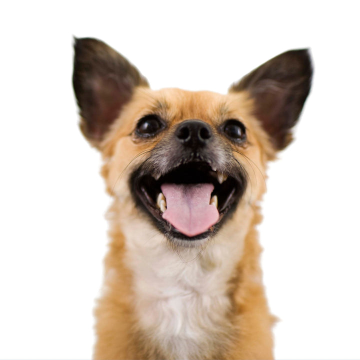 All About Balance: Ways to Build Sniffing Stamina Webinar