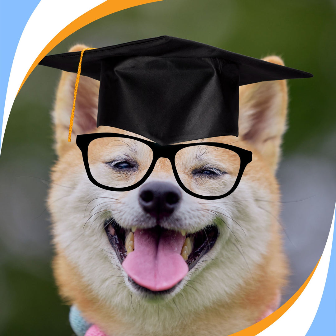 Stretching Your Dog's Learning Webinar