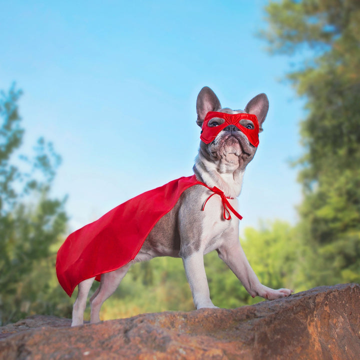 Super Sniffers: Preparing for Detective, Elite & Summit Competition Seminar