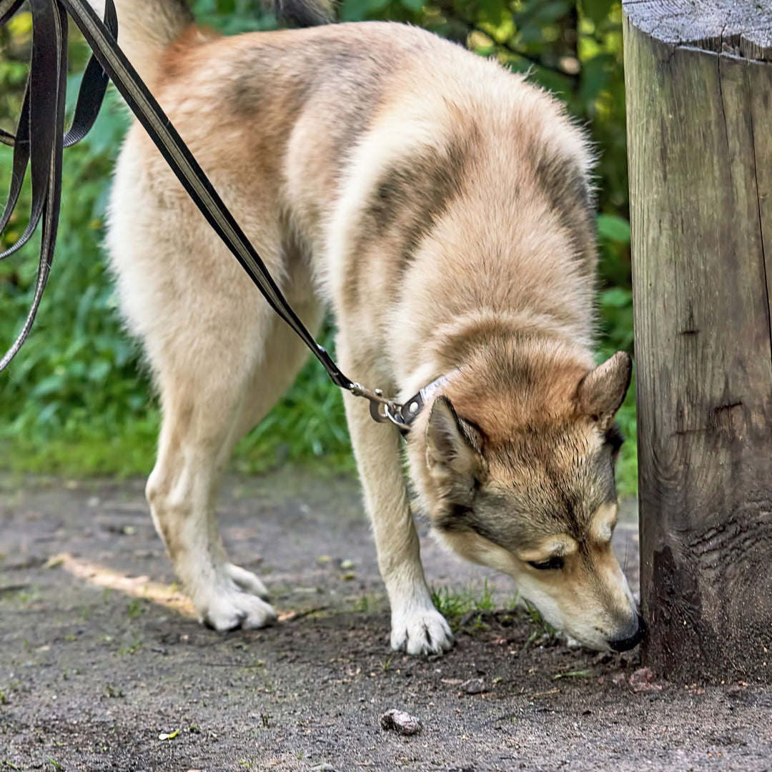 The Mindful Scent Work Instructor Webinar