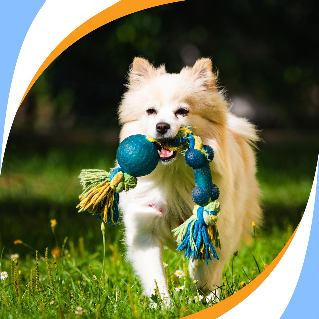 Toys as Primary Webinar