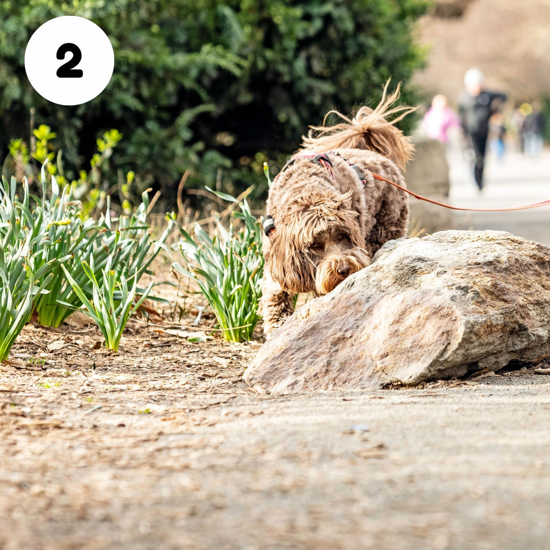 Training With The End in Mind; Focus on the Handler Webinar