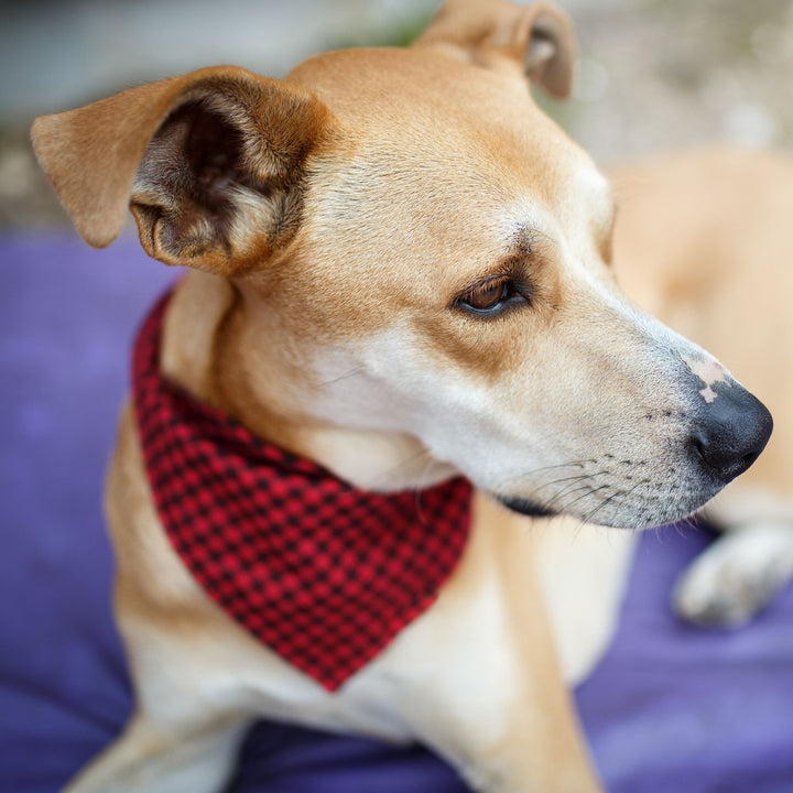 Trial Prep for Reactive Dogs Webinar