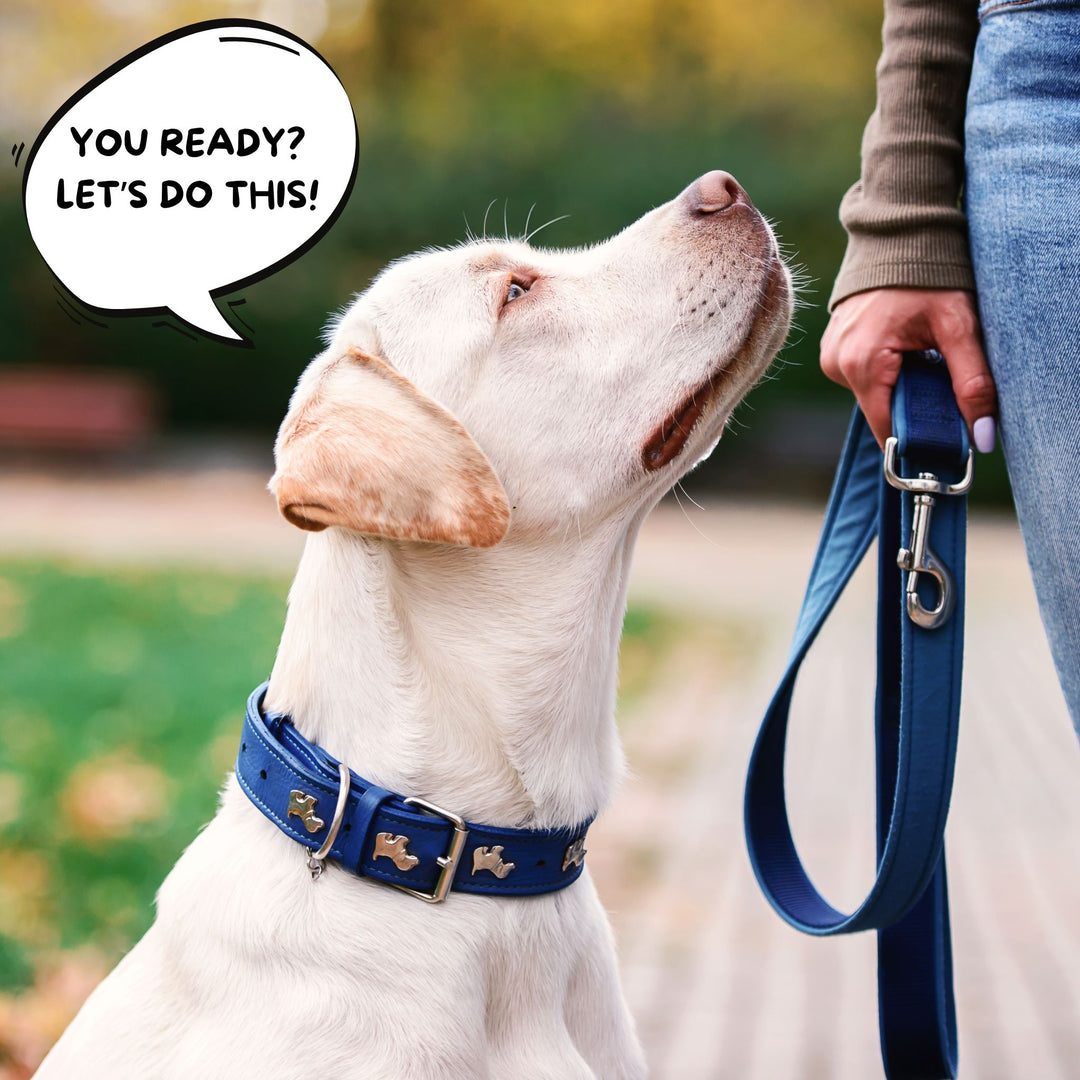 Trial Teamwork: The Handler's Role Webinar