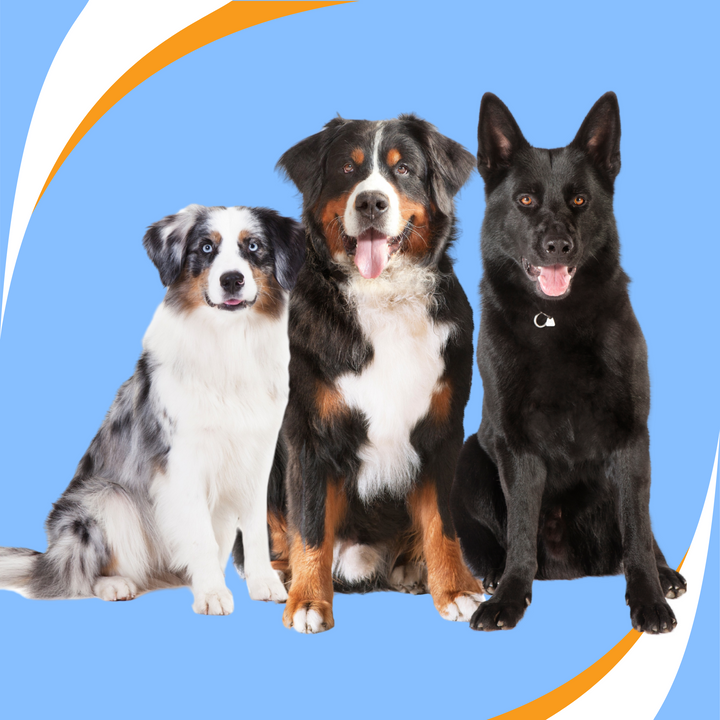 Trialing with Multiple Dogs and Making it Work Webinar
