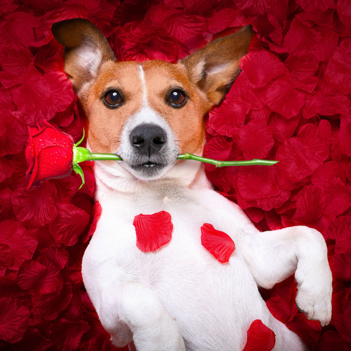 When Dog Odor Trumps Target Odor: Sexy Time Webinar