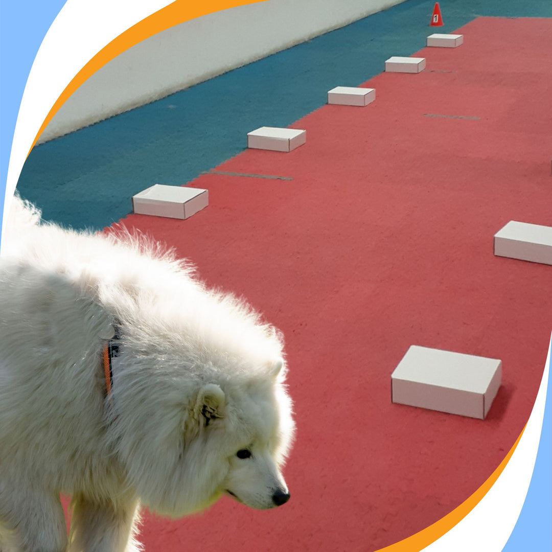 Preparing for the Odor Recognition Test (ORT) Webinar