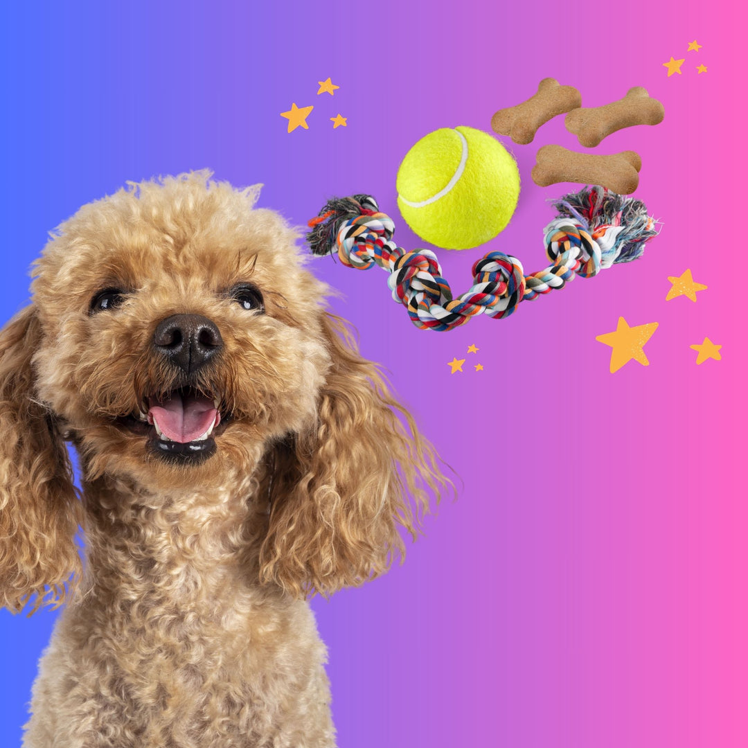 Getting Starting: AKC Virtual Scent Work Test (VSWT) Titling Program Webinar