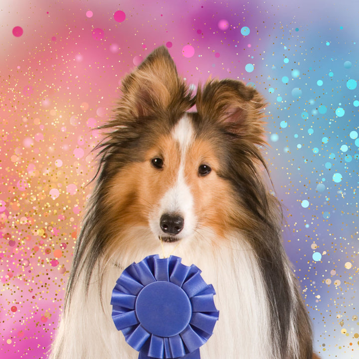 Improving Scent Work Trials for Everyone Virtual Symposium