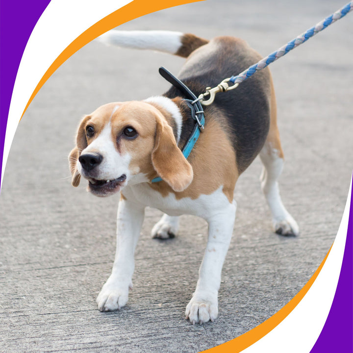 Walking the Reactive Dog and Making it Work Webinar