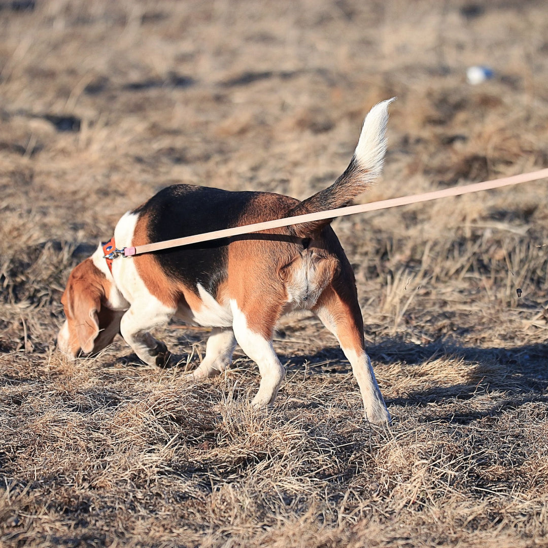 Well-Rounded Sniffing Webinar
