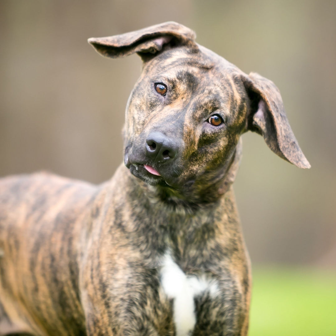 What Are You Training Webinar